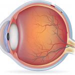 Nerven und Bluversorgung des Auges