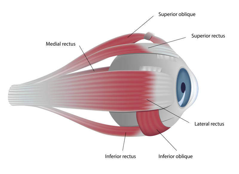 Bewegungsmuskulatur des Auges